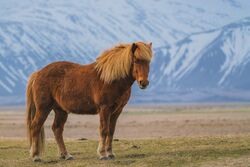 Zaniskari Horse in Ladakh.jpg