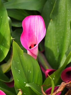 Zantedeschia pentlandii 'Le Chique' 2016-09-04 01.jpg