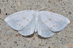 - 6253 – Eudeilinia herminiata – Northern Eudeilinea Moth (19704544310).jpg