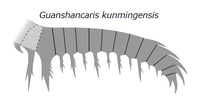 20210212 Radiodonta frontal appendage Guanshancaris kunmingensis.png