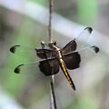 6. Widow skimmer (Libellula luctuosa), female, Houston County.jpg