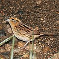 887 - LECONTE'S SPARROW (6-9-2018) grand forks co, nd -07 (41981082494) (cropped).jpg