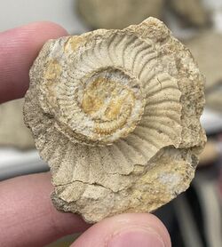 A coiled cephalopods imprint from Dane county, Wisconsin.jpg