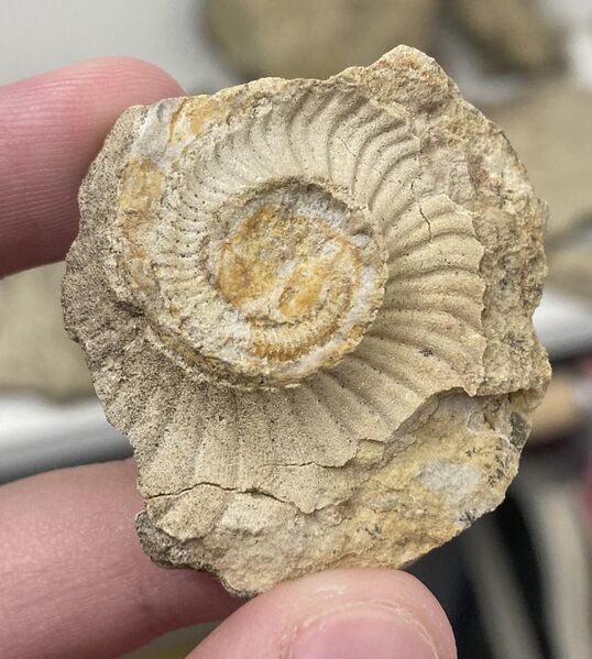 File:A coiled cephalopods imprint from Dane county, Wisconsin.jpg