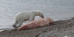 Polar feeding/scavenging on a beached narwhal carcass