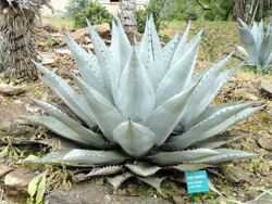 Agave havardiana