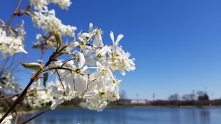 Allegheny Serviceberry (41909182552).jpg