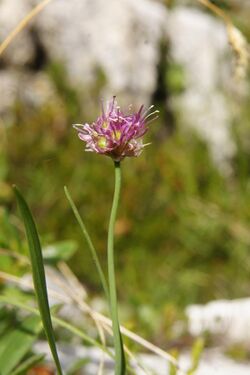 Allium kermesinum PID2004-2.jpg