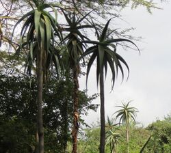 Aloe ballyi imported from iNaturalist photo 677965 on 19 November 2020.jpg