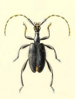 Amphoecus metallicus.JPG