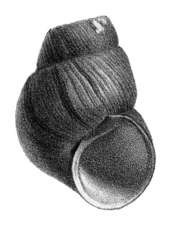 Amuropaludina pachya shell.png