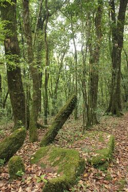 Ancient monoliths in Mawphlang sacred grove.jpg