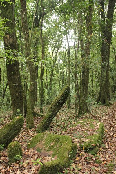 File:Ancient monoliths in Mawphlang sacred grove.jpg