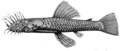 Ancistrus montanus.jpg