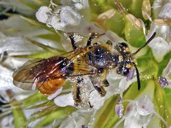 Andrenidae - Andrena marginata (female).JPG