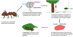 Ant behavioural manipulation by O. unilateralis.png