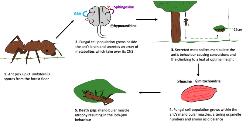File:Ant behavioural manipulation by O. unilateralis.png