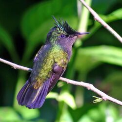 Antillean crested hummingbird.jpg