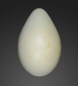 Egg of an emperor penguin, from Jacques Perrin de Brichambaut's collection, obtained at Archipel de Pointe Géologie, Adélie Land.