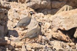 Arabian Partridge at Jebel Hafeet, Al Ain