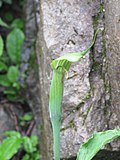Arisaema jacquemontii - Jacquemont's Cobra Lily on way from Gangria to Hemkund at Valley of Flowers National Park - during LGFC - VOF 2019 (2).jpg