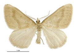 Asaphodes mnesichola male.jpg