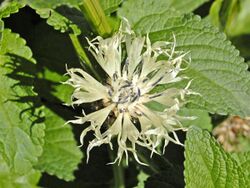 Asteraceae - Centaurea fischeri.JPEG