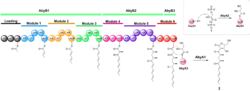 Atrop Abyssomicin C Biosynthesis Module.png