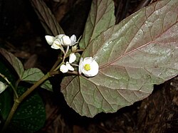Begonia taiwaniana - 台湾秋海棠 by 石川 Shihchuan - 002.jpg
