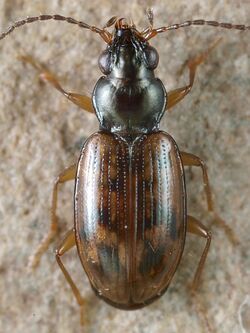 Bembidion fumigatum.jpg