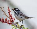 Black-throated Gray Warbler, Anza-Borrego Desert State Park, California.jpg