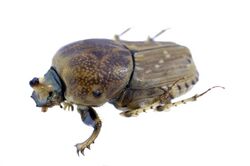 CSIRO ScienceImage 271 Euoniticellus intermedius Dung Beetle.jpg