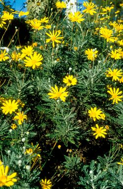 CSIRO ScienceImage 4436 Yellow daisies.jpg