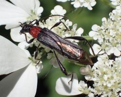 Callimoxys gracilis Greece.jpg