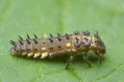 Calvia quatuordecimguttata nymph.jpg