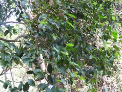 Celtis philippensis-1-kalakkad-tirunelveli-India.jpg