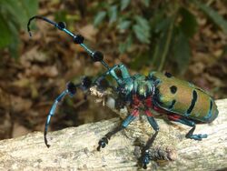 Cerambycidae beetle (cropped).jpg