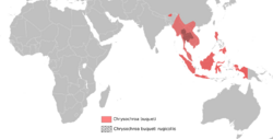 Chrysochroa buqueti distribution map.png
