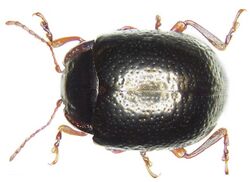 Chrysolina banksi (=bankii) (Fabricius, 1775) (2988608057).jpg