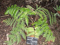 Cibotium glaucum - Jardin Botanique de Lyon - DSC05374.JPG