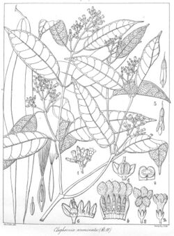Cleghornia acuminata.jpg