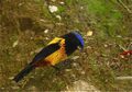 Cnemathraupis aureodorsalis Golden-backed Mountain-tanager.jpg