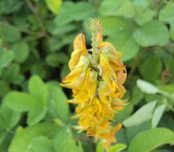 Crotalaria pallida var. pallida 08.JPG