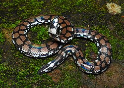 Cylindrophis maculatus 236977063 (cropped).jpg
