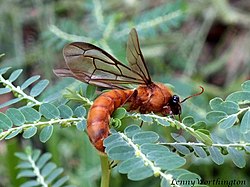 Dorylus laevigatus Sausage Fly (Driver Ant) Chaiyaphum (16151608040).jpg
