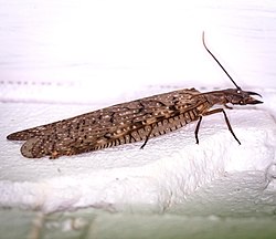 Eastern Dobsonfly (Corydalus cornutus) female