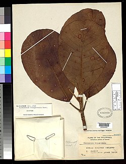 Elaeocarpus dinagatensis, IT, US94650 (8046147331).jpg