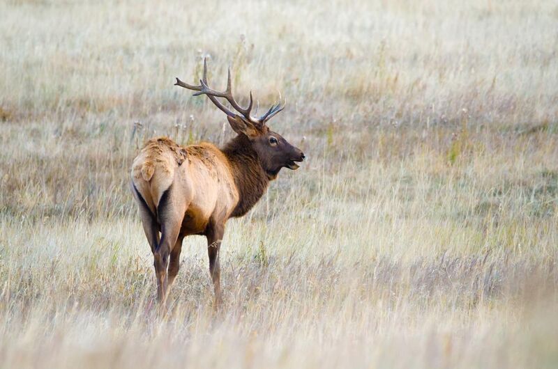 File:Elk-Wapiti - Banff.jpg