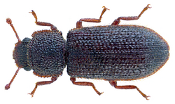 Endeitoma granulata (Say 1826) (27302363094).png