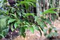 Erythroxylum macrophyllum 2zz.jpg